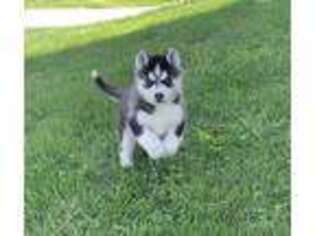 Siberian Husky Puppy for sale in Vail, IA, USA