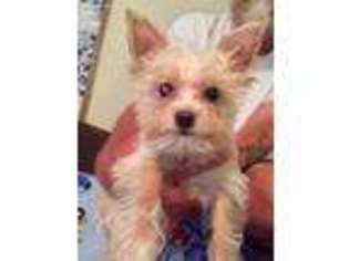Yorkshire Terrier Puppy for sale in Berkeley Springs, WV, USA