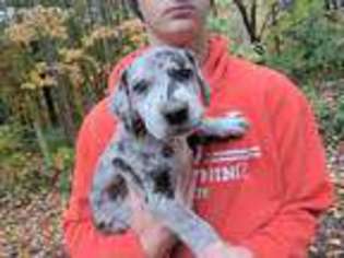 Great Dane Puppy for sale in Lancaster, OH, USA