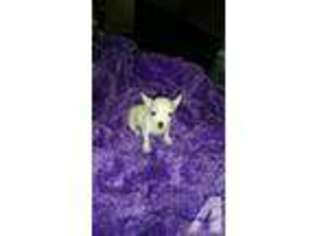 Chihuahua Puppy for sale in PHOENIX, AZ, USA