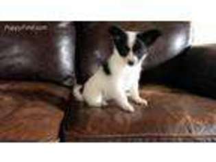 Papillon Puppy for sale in Jackson Center, PA, USA