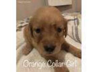 Golden Retriever Puppy for sale in Dayton, TX, USA