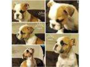 Bulldog Puppy for sale in Boylston, MA, USA