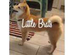 Shiba Inu Puppy for sale in Colorado Springs, CO, USA