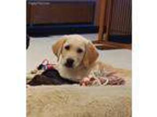 Labrador Retriever Puppy for sale in Hudson, NH, USA