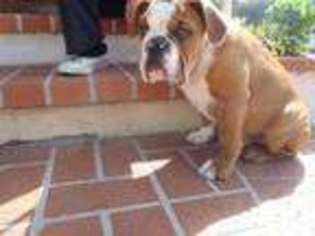 Bulldog Puppy for sale in SPRING VALLEY, CA, USA