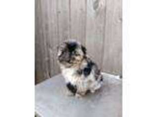 Mutt Puppy for sale in Townville, PA, USA