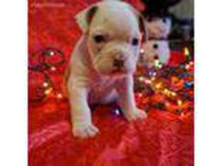 Olde English Bulldogge Puppy for sale in Fairview, SD, USA
