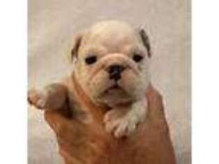 Bulldog Puppy for sale in Hiawatha, KS, USA