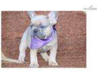 French Bulldog Puppy for sale in Worcester, MA, USA