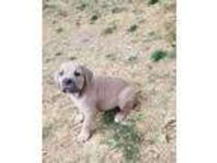 Cane Corso Puppy for sale in Sioux City, IA, USA