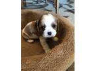 Cavalier King Charles Spaniel Puppy for sale in Nunn, CO, USA