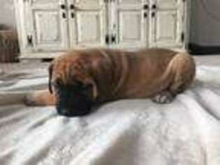 Mastiff Puppy for sale in Versailles, OH, USA