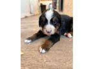 Bernese Mountain Dog Puppy for sale in Eden, VT, USA