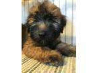 Soft Coated Wheaten Terrier Puppy for sale in Amboy, IN, USA