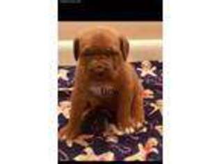 American Bull Dogue De Bordeaux Puppy for sale in Westerville, OH, USA