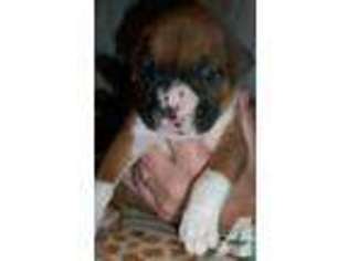 Boxer Puppy for sale in WENATCHEE, WA, USA
