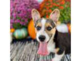 Pembroke Welsh Corgi Puppy for sale in Shirley, AR, USA