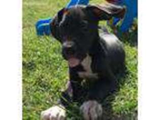 Great Dane Puppy for sale in Pensacola, FL, USA