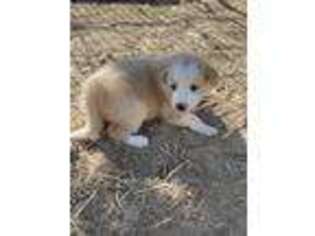 Border Collie Puppy for sale in Jamul, CA, USA