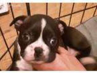 Boston Terrier Puppy for sale in Amargosa Valley, NV, USA