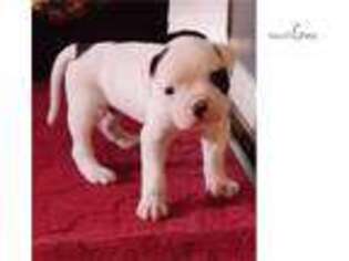 American Bulldog Puppy for sale in Louisville, KY, USA