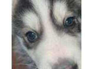 Siberian Husky Puppy for sale in East Orange, NJ, USA