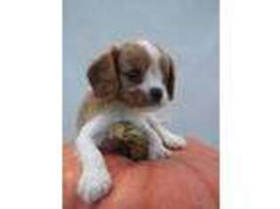 Cavalier King Charles Spaniel Puppy for sale in Mohnton, PA, USA
