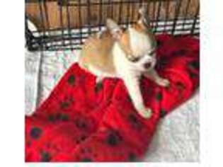 Chihuahua Puppy for sale in Madison, VA, USA