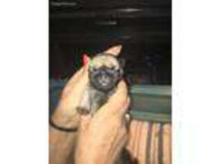 Pug Puppy for sale in Toms River, NJ, USA