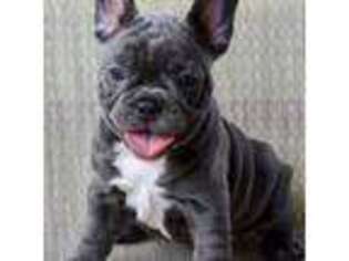 French Bulldog Puppy for sale in Fort Atkinson, WI, USA
