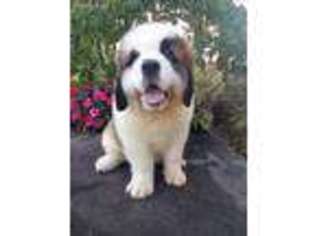 Saint Bernard Puppy for sale in Statesville, NC, USA