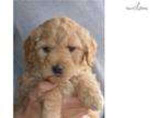 Labradoodle Puppy for sale in Williamsport, PA, USA