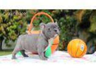 French Bulldog Puppy for sale in Moravia, NY, USA