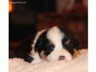 Pembroke Welsh Corgi Puppy for sale in Washington, KS, USA