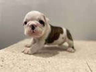 Bulldog Puppy for sale in Bowie, MD, USA