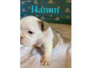Bulldog Puppy for sale in Lees Summit, MO, USA