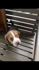 Beagle Puppy for sale in SAN ANTONIO, TX, USA