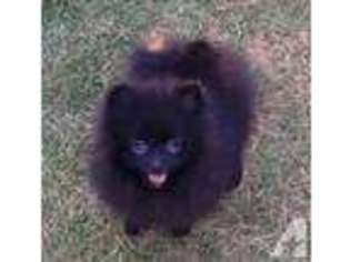Pomeranian Puppy for sale in PEARL CITY, HI, USA