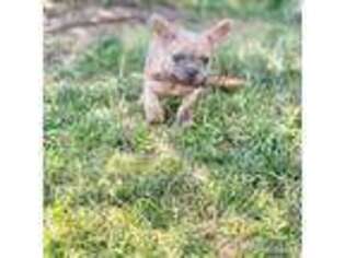 French Bulldog Puppy for sale in Kissimmee, FL, USA
