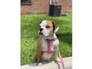 Bulldog Puppy for sale in East Orange, NJ, USA