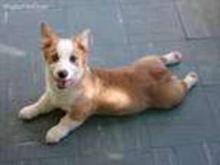 Pembroke Welsh Corgi Puppy for sale in Syracuse, NY, USA