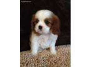 Cavalier King Charles Spaniel Puppy for sale in Piedmont, CA, USA