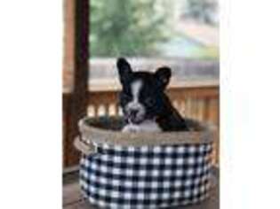 Boston Terrier Puppy for sale in Post Falls, ID, USA