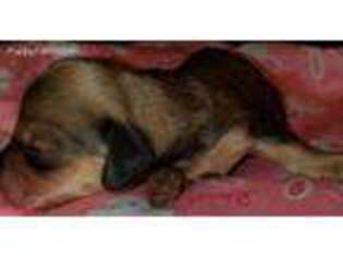Dachshund Puppy for sale in Long Prairie, MN, USA