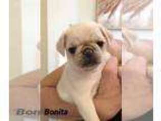 Pug Puppy for sale in Mount Pleasant, SC, USA