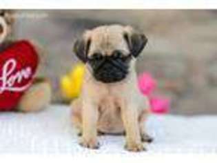 Pug Puppy for sale in Shreve, OH, USA
