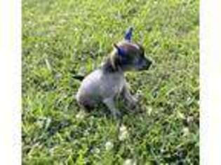 Chinese Crested Puppy for sale in Murfreesboro, TN, USA