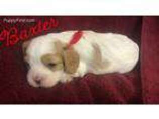Cavachon Puppy for sale in Plainfield, IN, USA