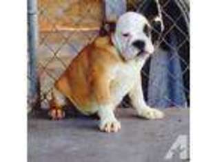 Bulldog Puppy for sale in BAKERSFIELD, CA, USA